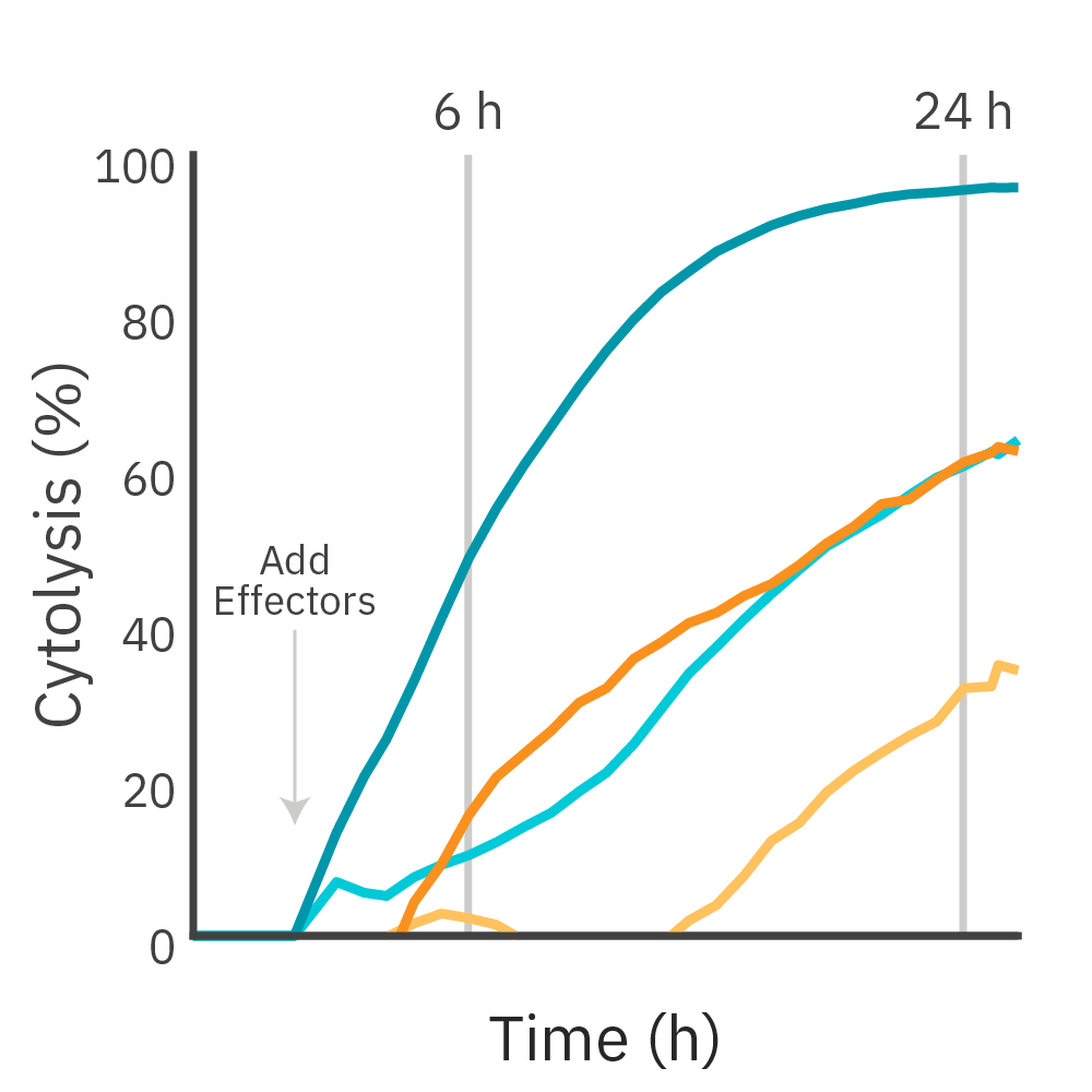 In Vitro Car T Cell Killing Assay Axion Biosystems